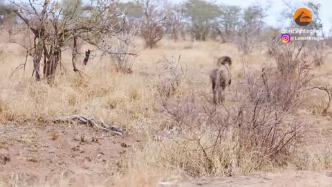 Male Lion Finds a Tiny Abandoned Hyena on Road