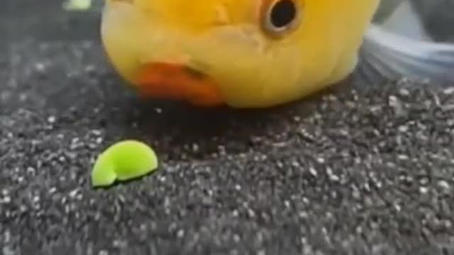 Feed the cute fat goldfish