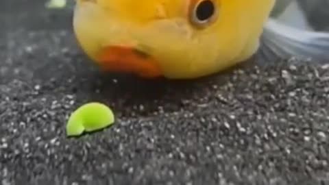 Feed the cute fat goldfish