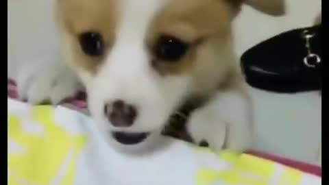 Cute puppy barking