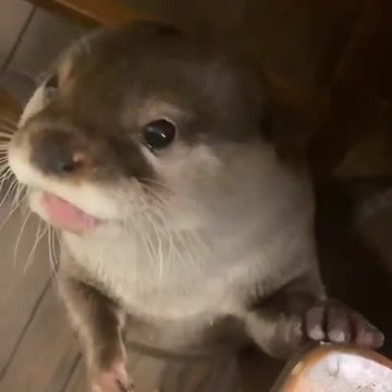 He wants to eat. The most adorable clip you have ever seen 😍🤎