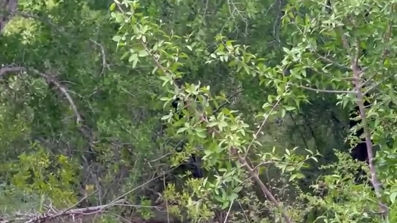 Greedy leopard catches an Entire warthog