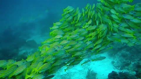 Giant group fish