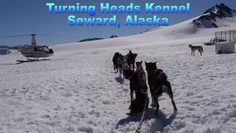 Best of Alaska ~ Dog sledding on a glacier