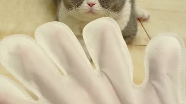 Your Lovely Cat 😻 Make you feel Happy