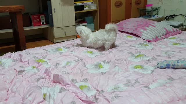 Soon-i puppy playing ball on the blanket