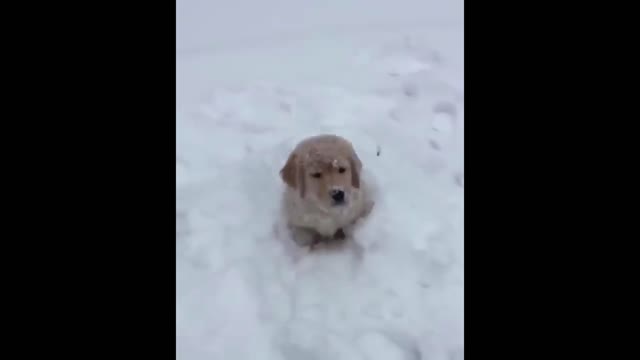 Jack plays in the snow