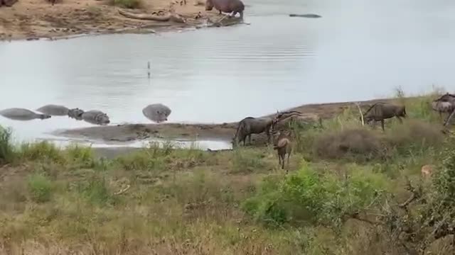 Hippos Save Wildebeest from Crocodiles!_Cut.mp4