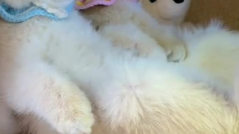 Two Beautiful Cat