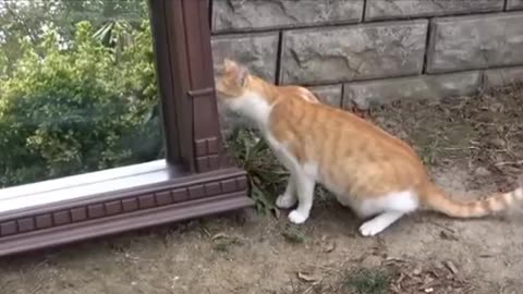 Funny video of cat 😂😺