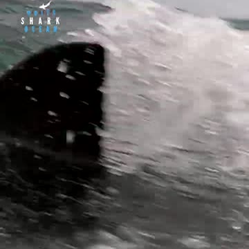 Explosive Great White Comes From Below