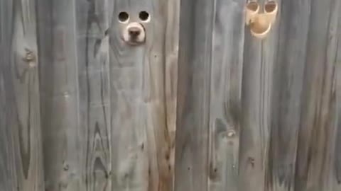 Two dogs are welcoming me home in a very special way