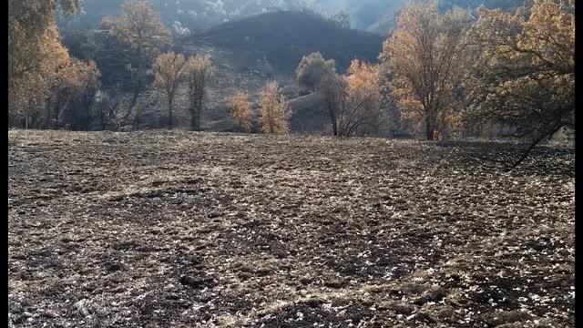 Upper Las Virgenes Canyon Spring 2019 Regrowth After The November, 2018 Fire