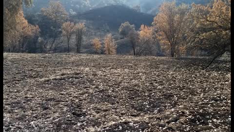 Upper Las Virgenes Canyon Spring 2019 Regrowth After The November, 2018 Fire