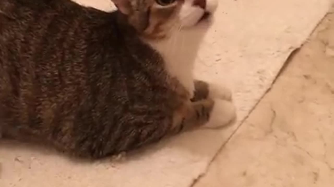 cat is very sorry | super cute