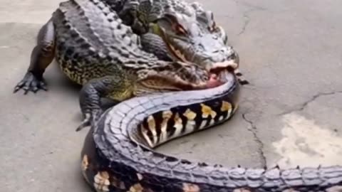 Sanke video
