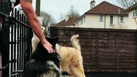 Dogs have always been human's best friends