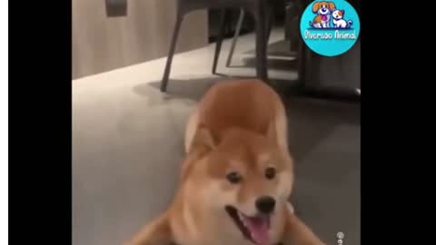 dog rejoices with the arrival of its owner