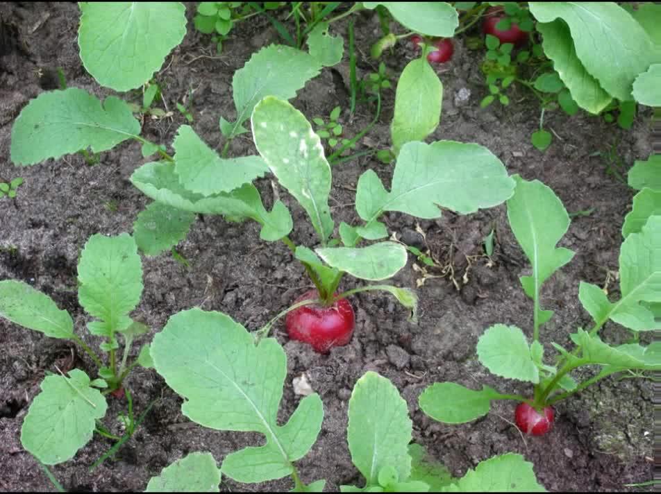 Rabanete ( Raphanus sativus ) serve para problemas digestivos e cálculos biliares