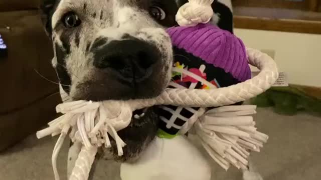 Blue Great Dane Dog Funny Videos 167 - The Great Dane Puppies Video - Great Dane Compilation