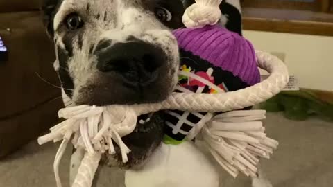 Blue Great Dane Dog Funny Videos 167 - The Great Dane Puppies Video - Great Dane Compilation