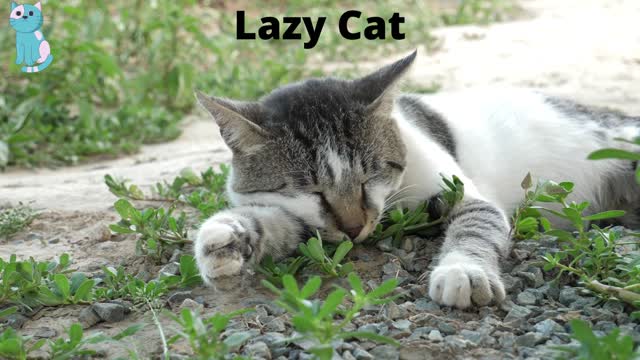 Lazy Cat 2022| #FunnyCo| Funny Animal