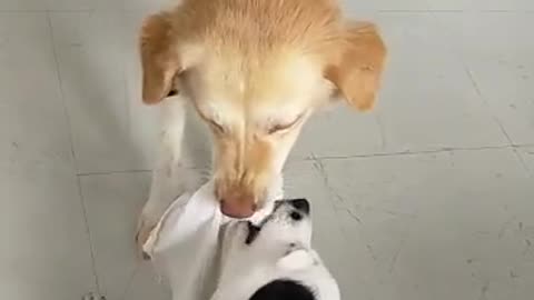 Dogs Playing Tug-of-War and then, this is what happened