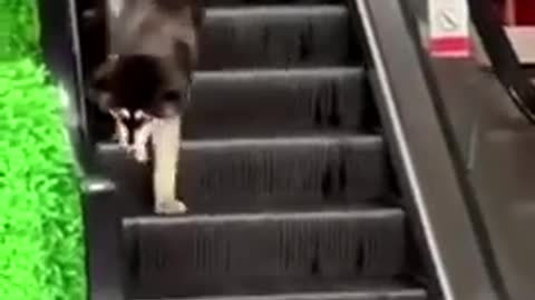 funny dog