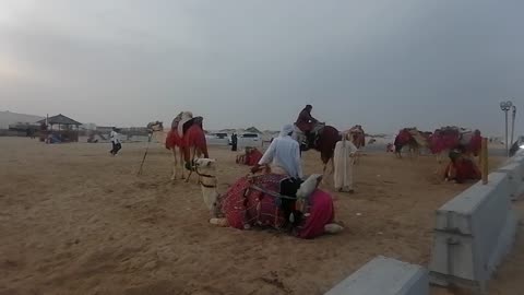 Camel Riding