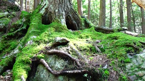 Tree Face
