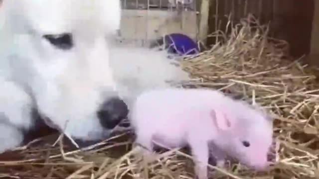 Hope baby pig is happy with his new mother.