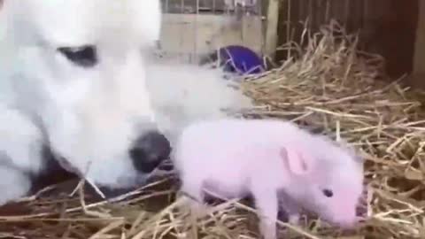 Hope baby pig is happy with his new mother.