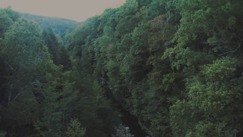 The forest is a wonderful place