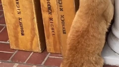 Hilarious - Cat Dances To Cat Music