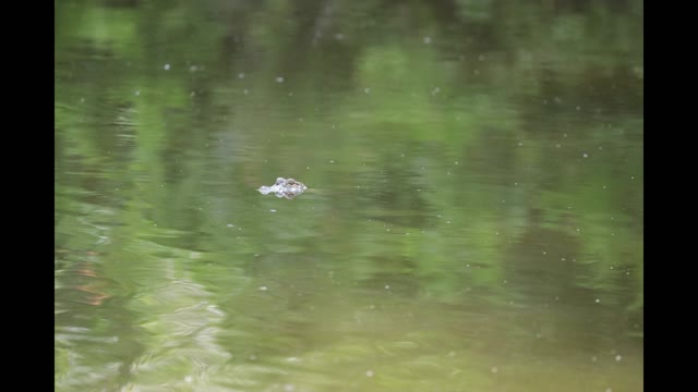 URBAN HUNTING TAFT LOUISIANA USA