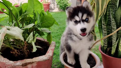 50 days journey of Siberian husky puppy | facts about Siberian husky