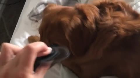 Fidget spinner scares red dog bed