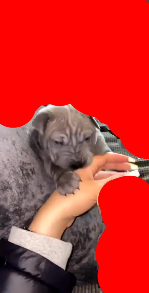 Little puppy playing with hand