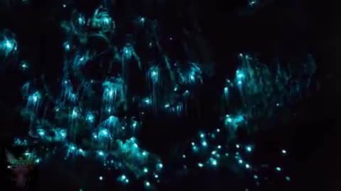 اجمل الشعب الرجانية البحرية &اسماك