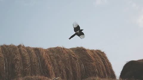 Guess what kind of bird it is