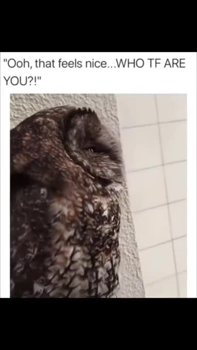 Right people have been prohibited for weeks. - Memes For You #Shorts