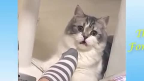 Funny Animals reactions cats and dogs / Funny animals