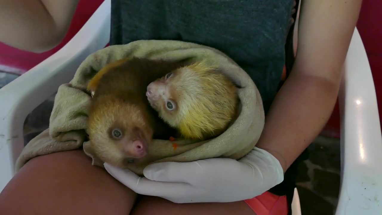 Baby Sloths Wild Animals Eating Food In Zoo Costa Rica