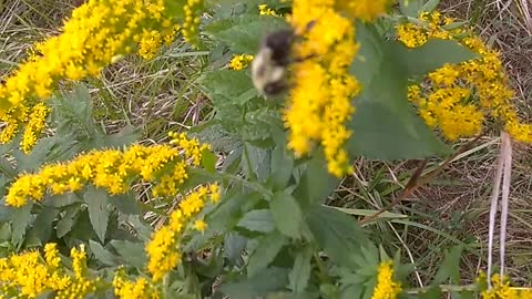 Pollination