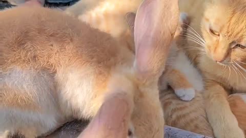 Does Anyone else have a cat like cute cat and rabbit moments ❤️😁