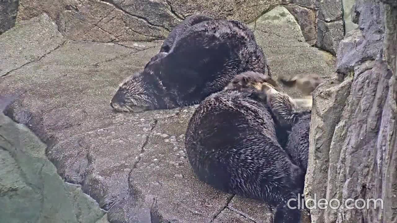 Animais, aquários e jardins zoológicos