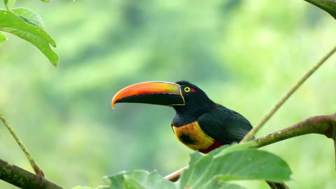 Big Beak Bird on a Tree Branch