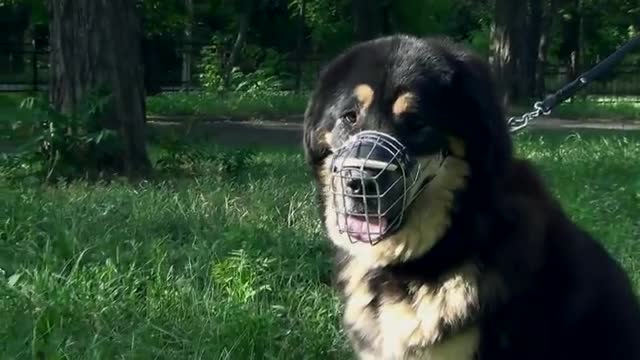 Huge Tibetan Mastiff walking safely in a park with his Wide Wire Cage Dog Muzzle on