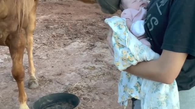 Gentle Horse Meets New Baby for the First Time ViralHog