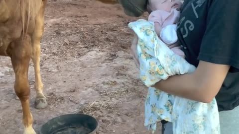 Gentle Horse Meets New Baby for the First Time ViralHog